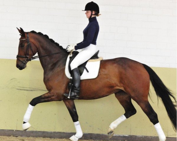 dressage horse Dior Femme (Hanoverian, 2009, from Danone 4)