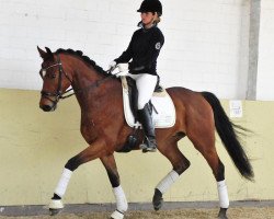 dressage horse Magic Marlow (Hanoverian, 2010, from Mighty Magic)