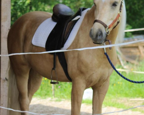 Dressurpferd Sunny (Palomino, 2009)