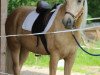 dressage horse Sunny (Palomino, 2009)