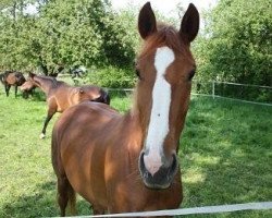 dressage horse Vaida (Hanoverian, 2011)