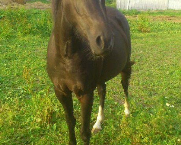 jumper Vilena (German Riding Pony, 2011)