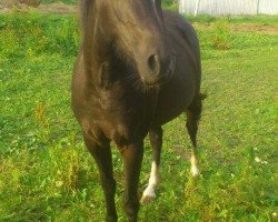 Springpferd Vilena (Deutsches Reitpony, 2011)