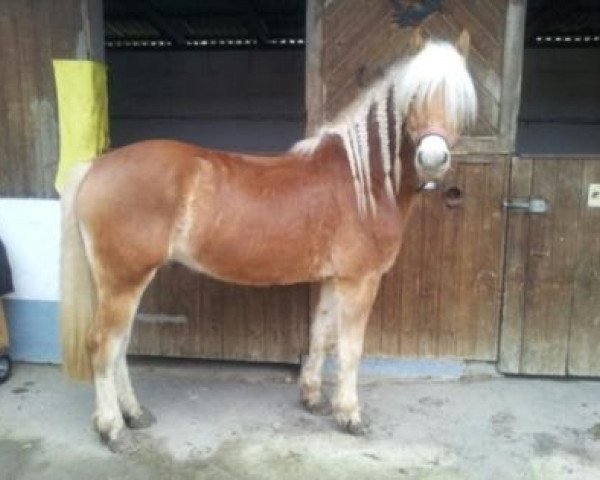 horse Narya Star (16,02% ox) (Edelbluthaflinger, 2008, from Noventis)