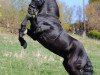 dressage horse Silke Bella (Friese, 2005)