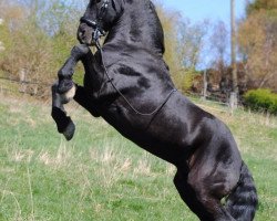 dressage horse Silke Bella (Friese, 2005)