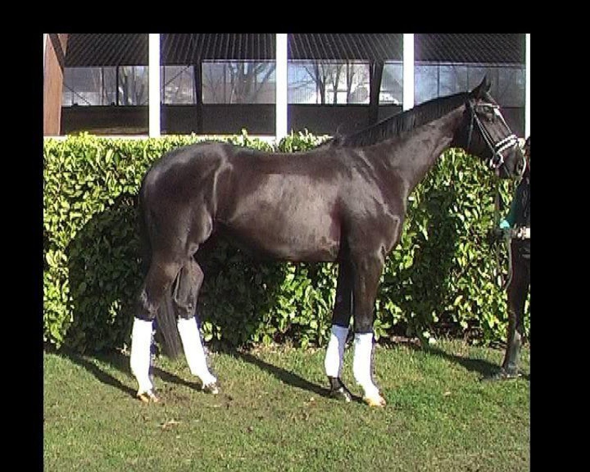 Pferd Hannoveraner (Hannoveraner, 2010)