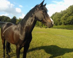 horse Pour Atlantico (German Riding Pony, 2000, from FS Pour l'Amour)