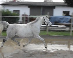 Pferd Pasha Moniet (Vollblutaraber, 2004, von Maydan-Madheen EAO)