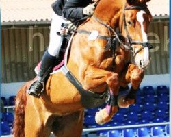 jumper Balou de Lady (Oldenburg, 2004, from Balou du Rouet)