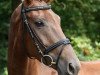 dressage horse Finurah (Hanoverian, 2009, from Fidertanz)