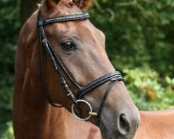 dressage horse Finurah (Hanoverian, 2009, from Fidertanz)