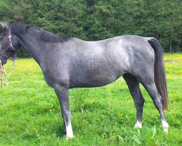 Springpferd Pamina (Westfale, 2012, von Pascavello)