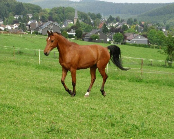 Pferd Tizian (Shagya-Araber, 2004, von Harapnik)