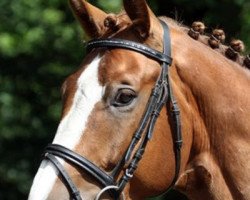 dressage horse Don Piccolo (Westphalian, 2009, from Don Frederico)