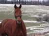 broodmare Lontana 3 (Westphalian, 2008, from Let de Lember)