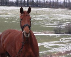 broodmare Lontana 3 (Westphalian, 2008, from Let de Lember)