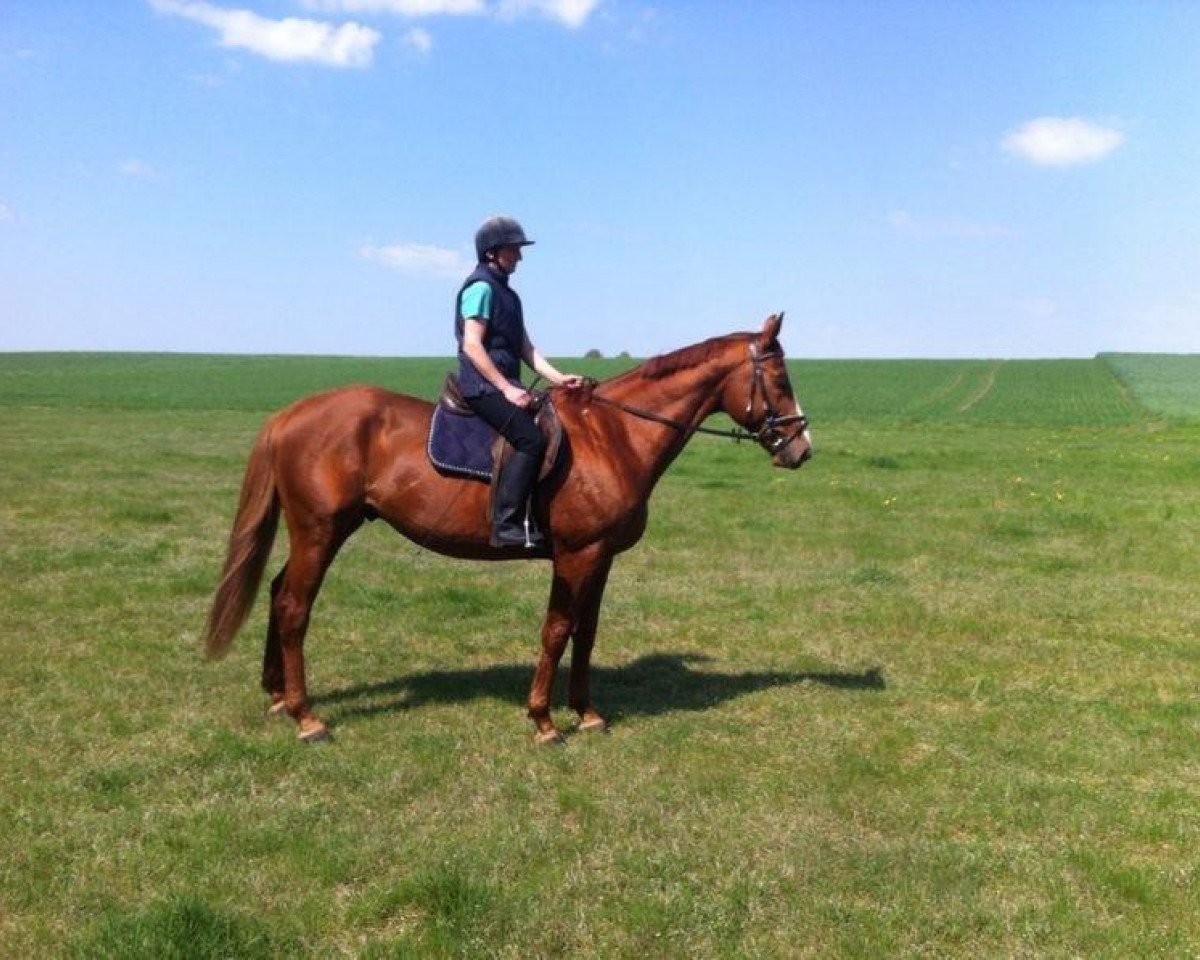 horse Spitzbube SL (Mecklenburg, 2008, from Solar)