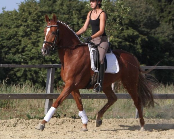 dressage horse Landera (Hanoverian, 2006, from Londonderry)