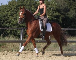 dressage horse Landera (Hanoverian, 2006, from Londonderry)