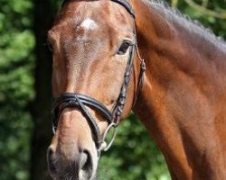 dressage horse De la Rosa (Hanoverian, 2006, from Danone)