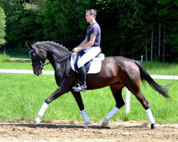 dressage horse Sunny (Hanoverian, 2007, from Laudabilis)