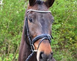 Springpferd Ceister (Deutsches Sportpferd, 2010, von Criffindor)