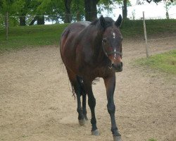 broodmare Lea (Bavarian, 1998, from Lafitte)