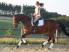 dressage horse Calisto (Westphalian, 2009, from Captain Fire)