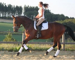 dressage horse Calisto (Westphalian, 2009, from Captain Fire)