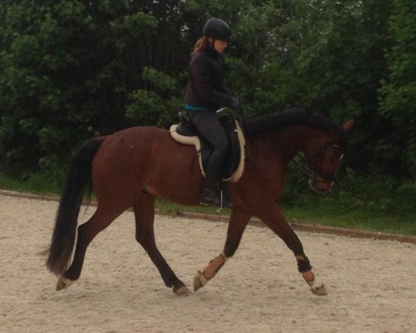 horse Ron Barcello (Hanoverian, 2008, from Riverside)
