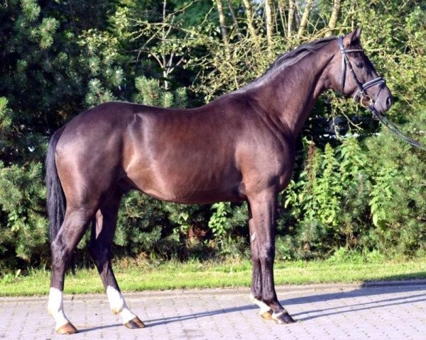 dressage horse Wallach von Royal Classic (Hanoverian, 2010, from Royal Classic I)