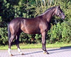 dressage horse Wallach von Royal Classic (Hanoverian, 2010, from Royal Classic I)