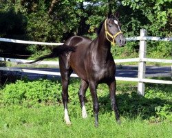 dressage horse Wallach on Fürst Nymphenburg (Hanoverian, 2010, from Fürst Nymphenburg)