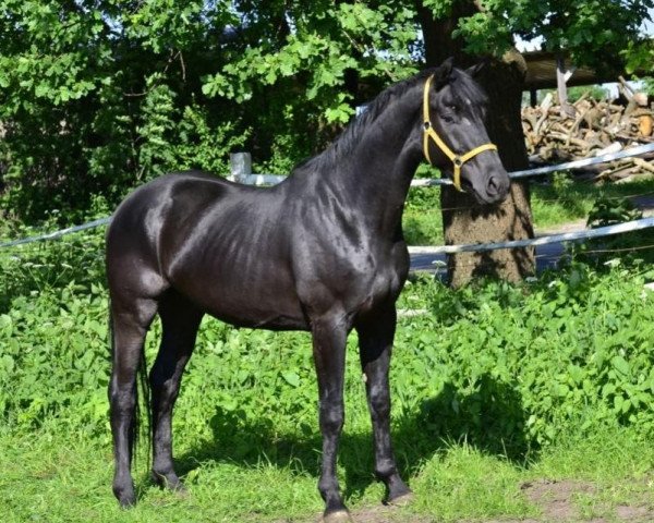 horse Wallach von Dressage Royal (Hanoverian, 2011, from Dressage Royal)