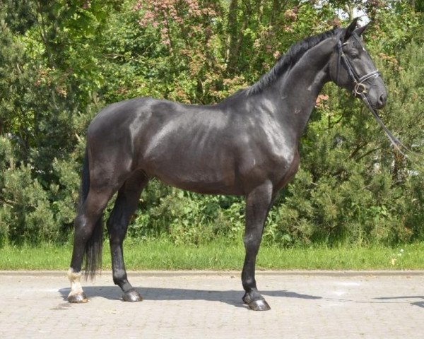 horse Wallach von Don Bosco (Hanoverian, 2010, from Don Bosco)