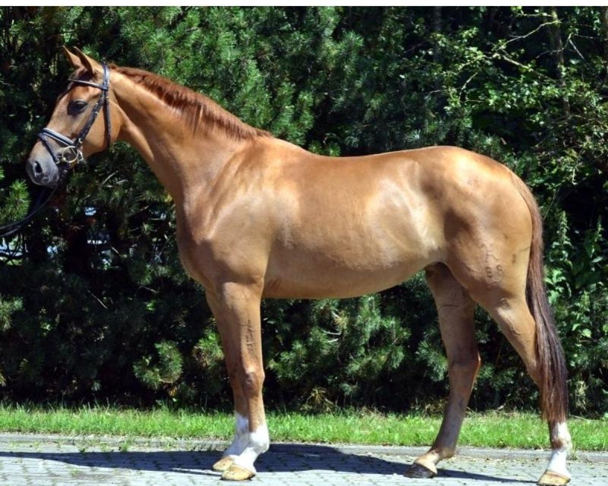 Dressurpferd Stute von Royal Classic (Hannoveraner, 2010, von Royal Classic I)