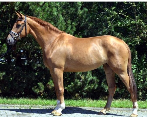 Dressurpferd Stute von Royal Classic (Hannoveraner, 2010, von Royal Classic I)