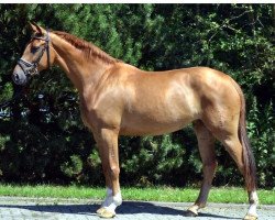 dressage horse Stute von Royal Classic (Hanoverian, 2010, from Royal Classic I)