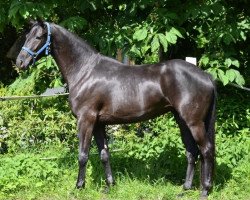 broodmare Stute von Fürst Nymphenburg (Hanoverian, 2011, from Fürst Nymphenburg)