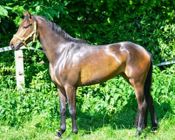 Pferd Stute von Fürst Frederic (Westfale, 2010, von Fuerst Frederic)