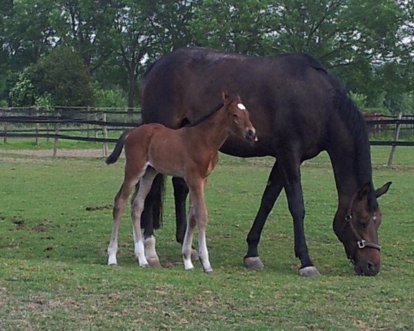 Springpferd Que Belle (Deutsches Reitpferd, 2005)