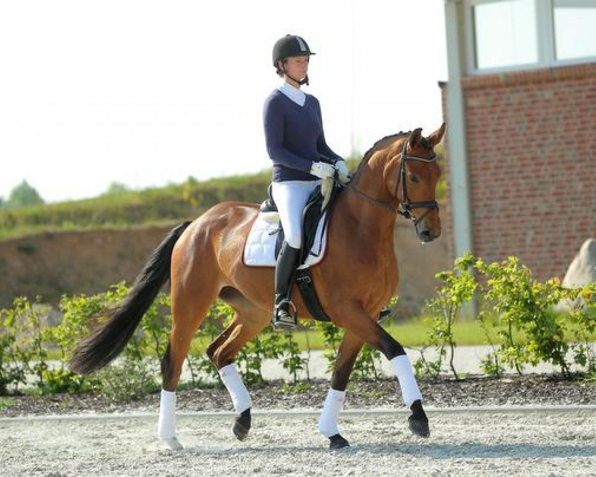 Zuchtstute Barani (Trakehner, 2010, von Connery)