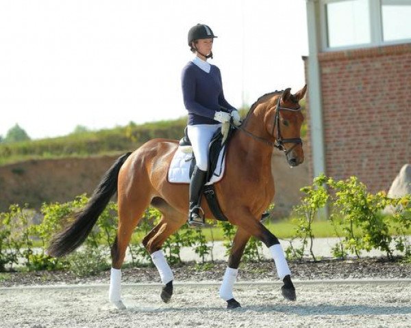 broodmare Barani (Trakehner, 2010, from Connery)