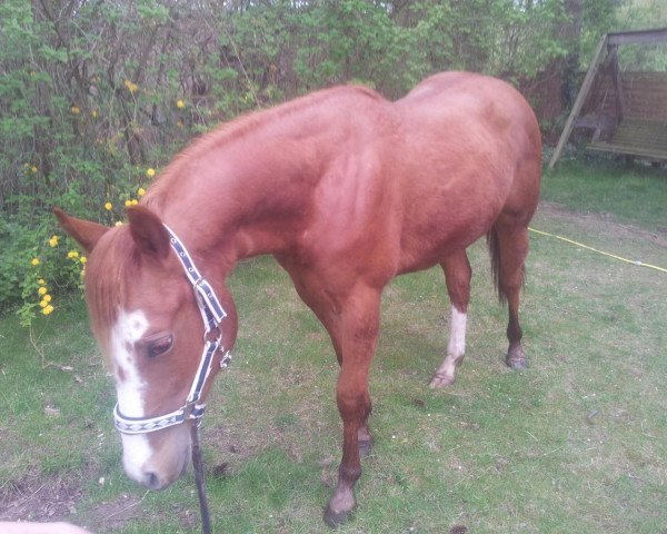 Pferd Haida Blue (Quarter Horse, 2012, von Blue Duck Okie)