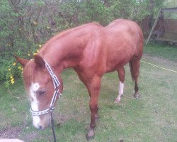 horse Haida Blue (Quarter Horse, 2012, from Blue Duck Okie)