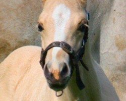 horse Dears Lena's Balu (Quarter Horse, 2014, from Dears Lena's Chaco)