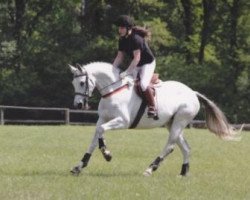 Springpferd Fiorella 111 (Trakehner, 2003, von Freudenfest)