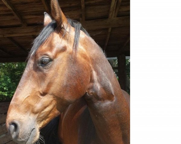 dressage horse Leonardo (Hanoverian, 2009)
