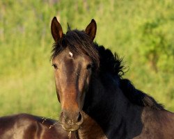 dressage horse Atos (Heavy Warmblood, 2011)